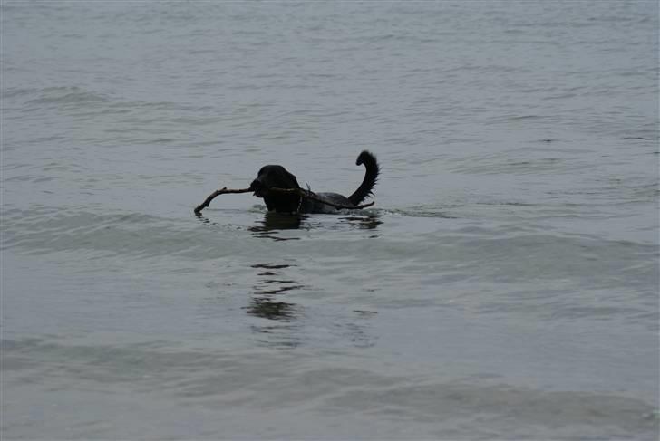 Blanding af racer Lucas billede 8