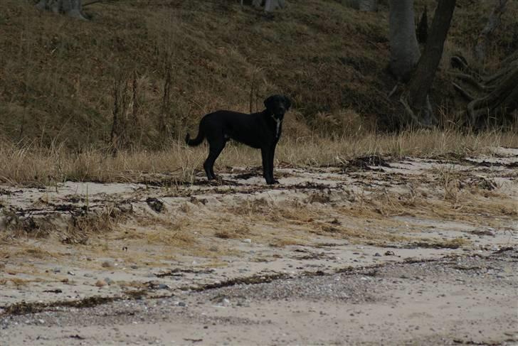 Blanding af racer Lucas billede 9