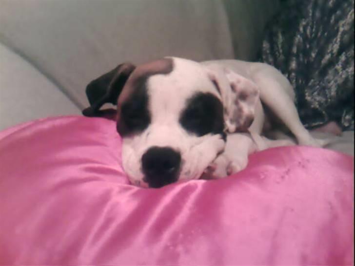 Amerikansk bulldog kovo - tager lige en morfar billede 16