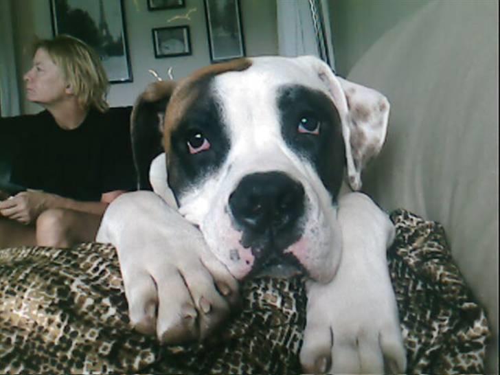 Amerikansk bulldog kovo - er jeg ikke bare skøn billede 17