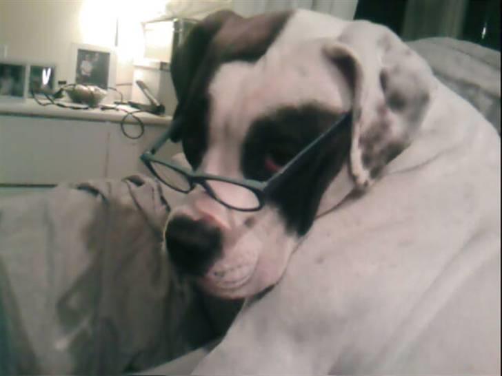 Amerikansk bulldog kovo - faktisk osse meget klog billede 18