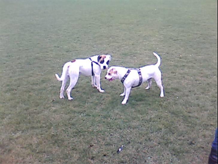 Amerikansk bulldog kovo - og her er mig og min nye legekammerat luna billede 19