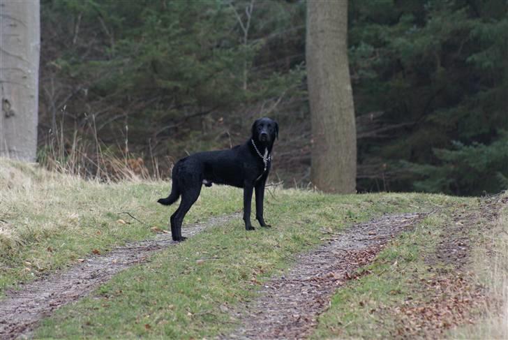 Blanding af racer Lucas billede 10