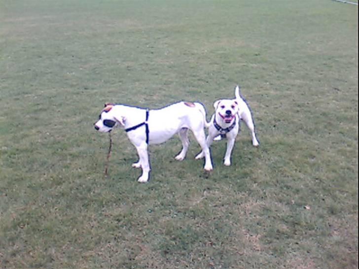 Amerikansk bulldog kovo - juhuuu mig og luna billede 20