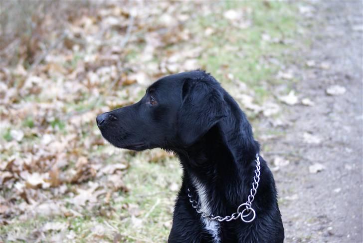 Blanding af racer Lucas billede 11