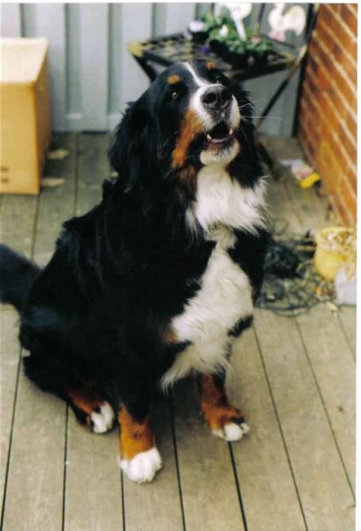 Berner sennenhund Ally aus dem Lauenb. Land - Gi mig en guf, NU! billede 1