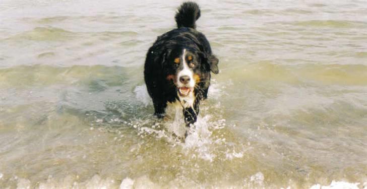 Berner sennenhund Ally aus dem Lauenb. Land billede 2