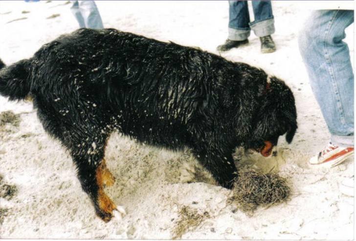 Berner sennenhund Ally aus dem Lauenb. Land billede 3