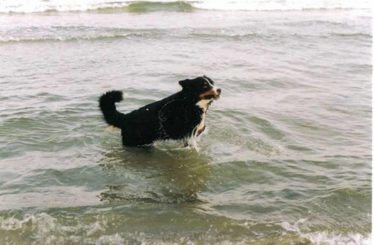 Berner sennenhund Ally aus dem Lauenb. Land billede 4