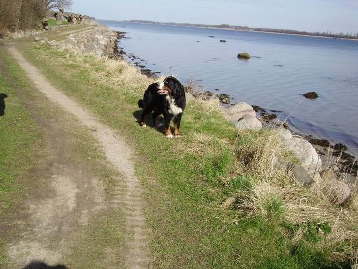 Berner sennenhund Ally aus dem Lauenb. Land billede 5
