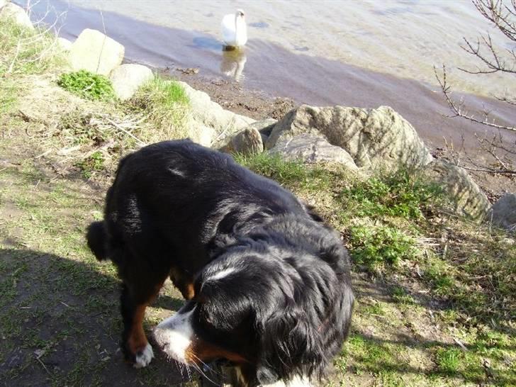 Berner sennenhund Ally aus dem Lauenb. Land - jeg elsker min snor.... :) billede 6