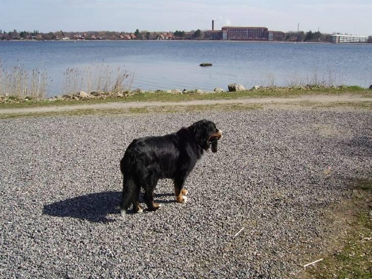 Berner sennenhund Ally aus dem Lauenb. Land billede 7