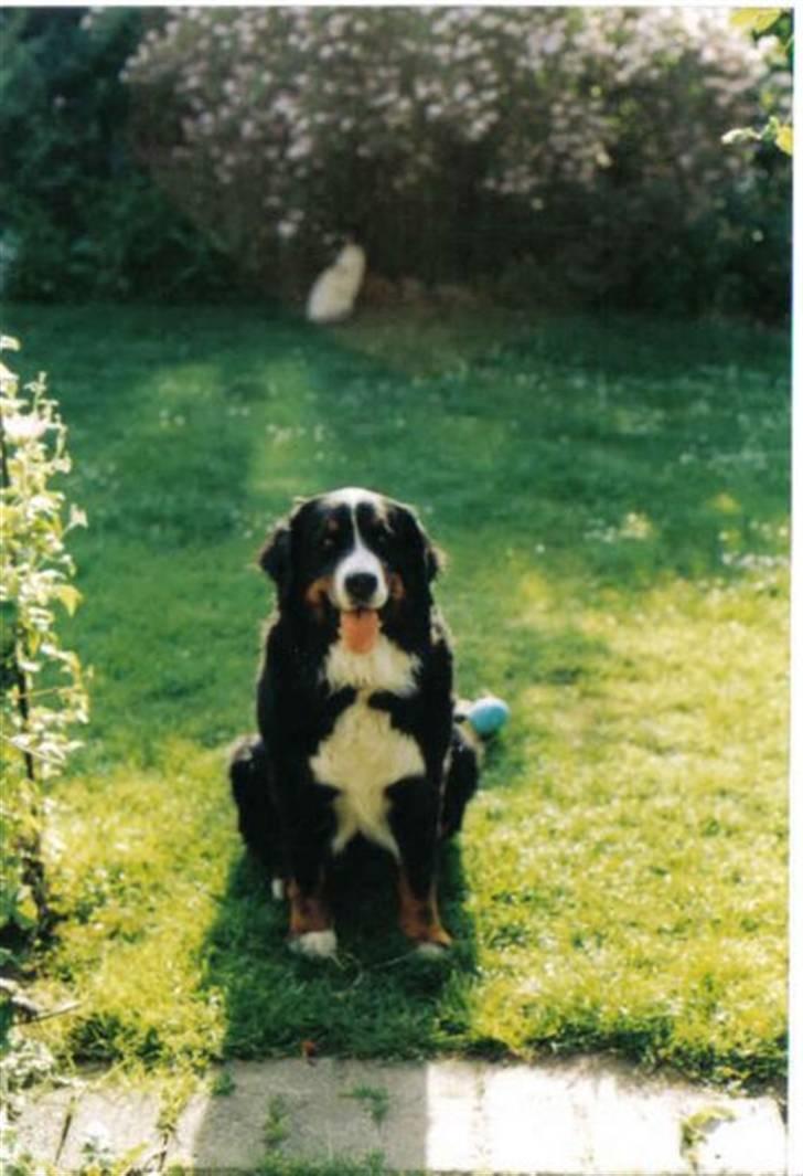 Berner sennenhund Ally aus dem Lauenb. Land billede 8