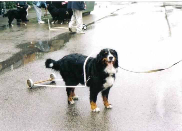 Berner sennenhund Ally aus dem Lauenb. Land - Prøver at lære, at trække en STOR vogn...hehe billede 9
