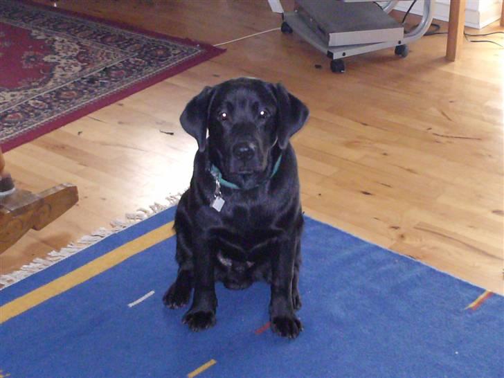 Labrador retriever Kato - kato 7 måneder billede 1