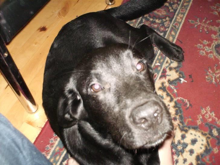 Labrador retriever Kato - kato slapper af billede 2