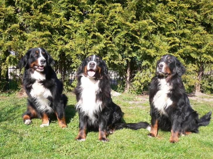 Berner sennenhund Ally aus dem Lauenb. Land - Sammen med min mor Elsa på 11(th), min søster Cara på 5(mf) og mig til venstre billede 10