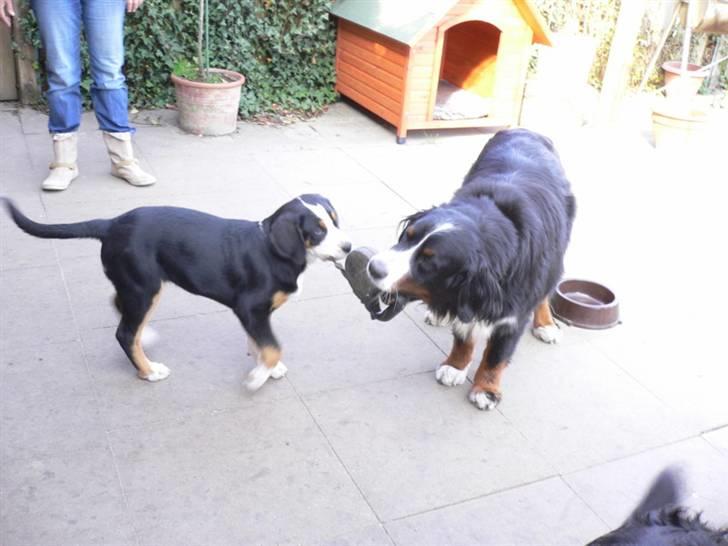 Berner sennenhund Ally aus dem Lauenb. Land - Sådan en lille Grosser Schweizer Sennenhund skiderik prøver at tage min snor fra mig... billede 11