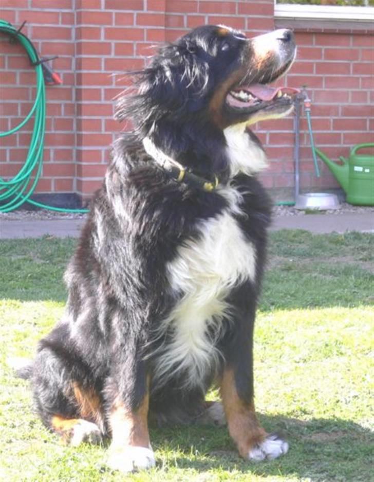 Berner sennenhund Ally aus dem Lauenb. Land - Her kan i se mit fine halsbånd billede 12