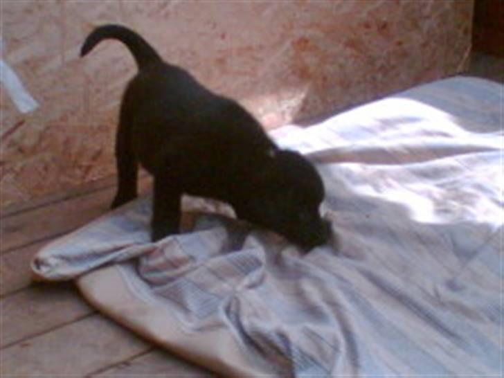 Labrador retriever Kato - kato ca 6-7 uger gammel, vi var ude og besøge ham for anden gang billede 3