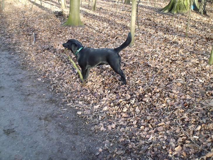 Labrador retriever Kato - kato i hundeskoven, det elsker han billede 4
