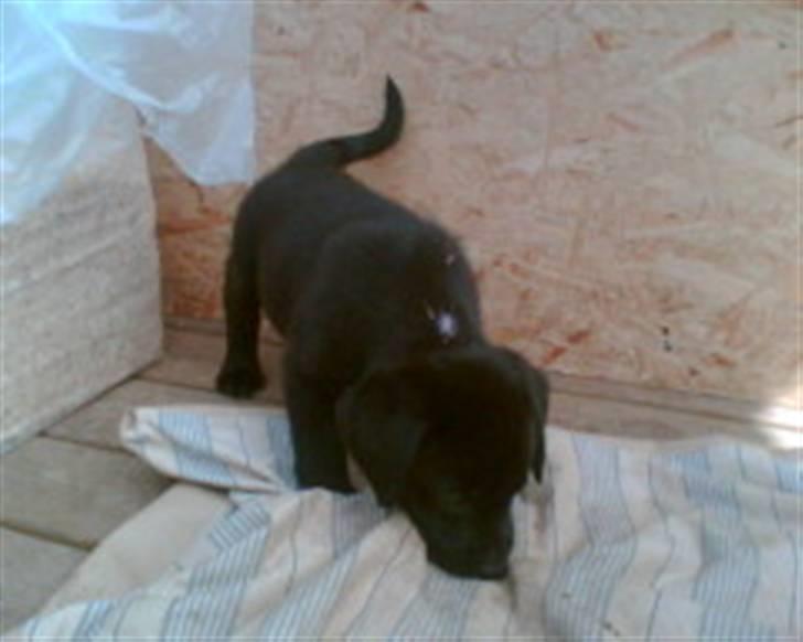 Labrador retriever Kato - kato 6-7 uger billede 5