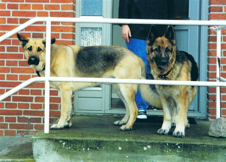 Schæferhund Tenna *RIP 2001* - Tenna og Bastian i den sidste afsked.. Savner dig smukke hund ! (på aflivningsdagen) billede 15