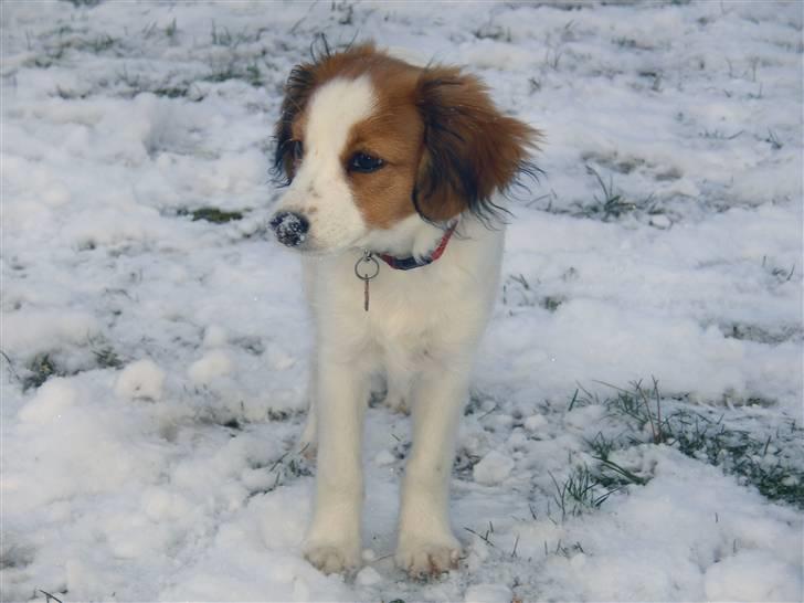 Kooikerhondje Molly billede 3