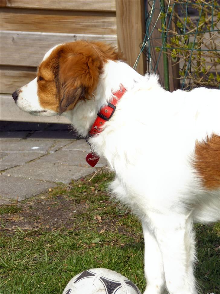 Kooikerhondje Molly billede 5