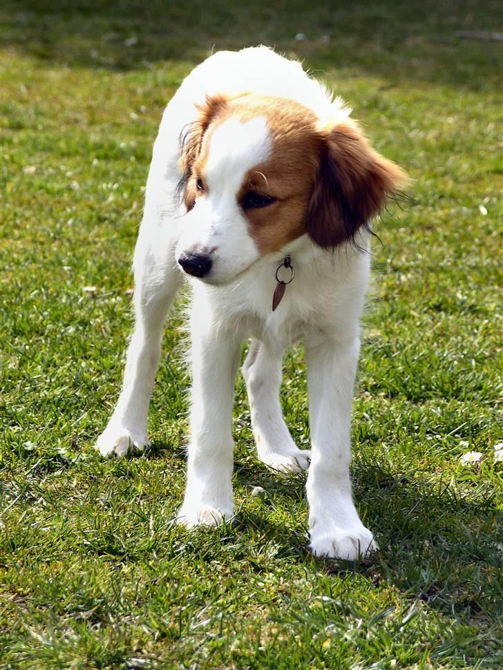 Kooikerhondje Molly billede 6