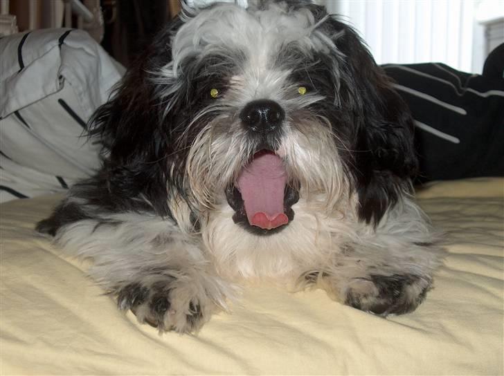 Shih tzu Gizmo - ca 4 mdr. billede 6