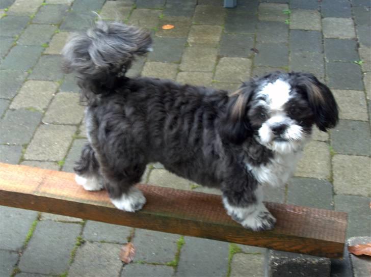 Shih tzu Gizmo - ca 7 mdr. billede 9