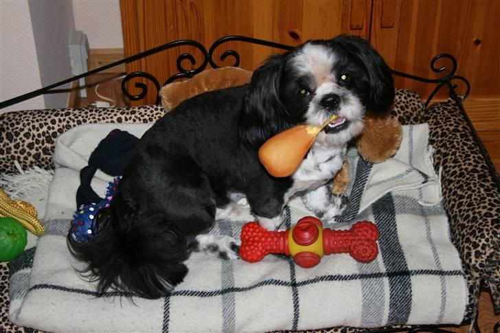 Shih tzu Gizmo - Ca 9½ mdr billede 12