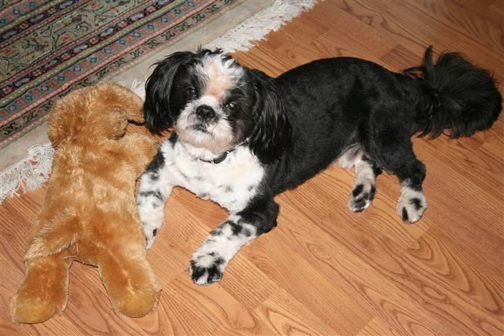 Shih tzu Gizmo - Ca 10 mdr billede 13