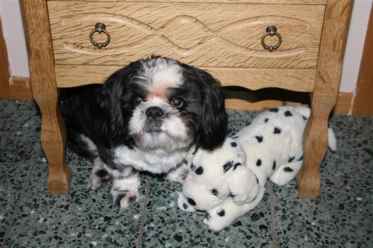 Shih tzu Gizmo - ca 10½ mdr billede 14