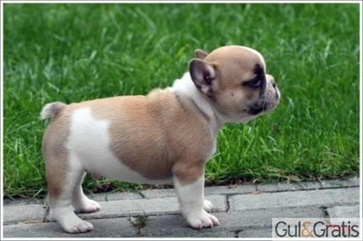 Fransk bulldog melvis billede 1