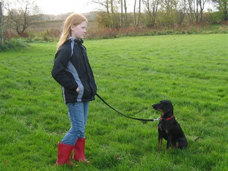 Blanding af racer Flicka - Meget, meget gammelt billede. billede 3