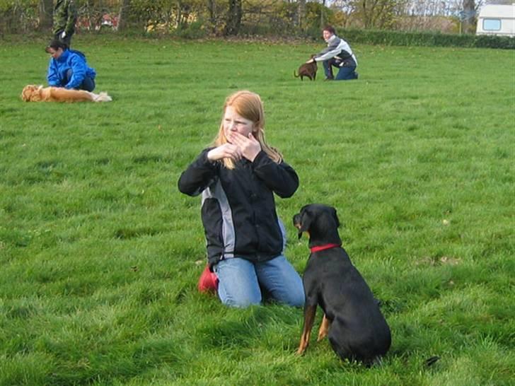 Blanding af racer Flicka billede 5