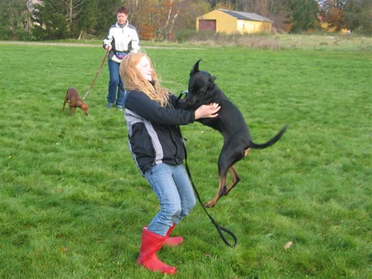 Blanding af racer Flicka billede 6