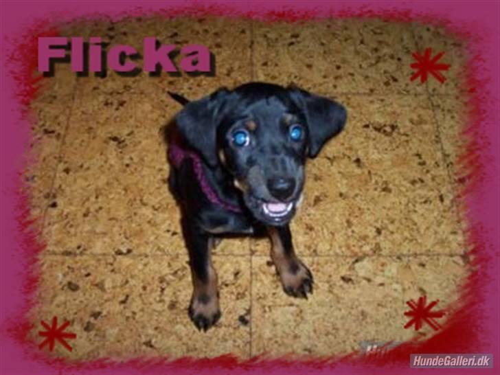 Blanding af racer Flicka - Lille Flicka med trøje på. billede 7