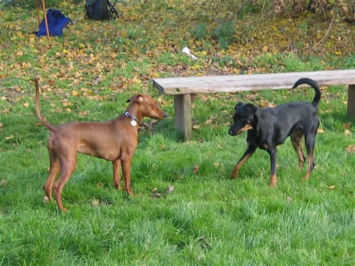 Blanding af racer Flicka - Flicka og Sahsa. billede 8