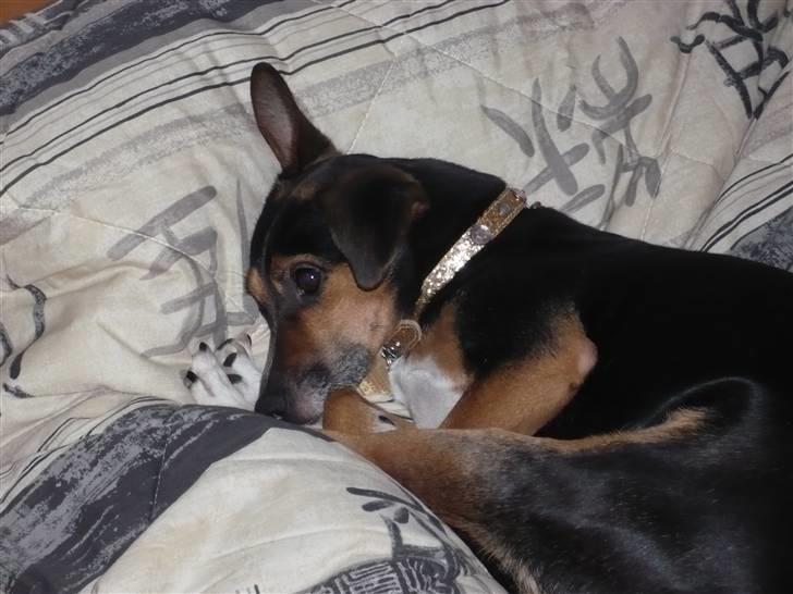 Blanding af racer fido - her sover jeg altid når jeg er alene hjemme. her dufter så dejligt af moar...  billede 5
