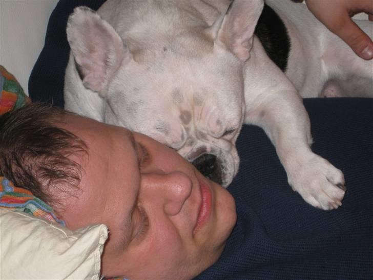 Fransk bulldog Ronni - Putter her sammen med far. Vi elsker at sove :-) billede 4
