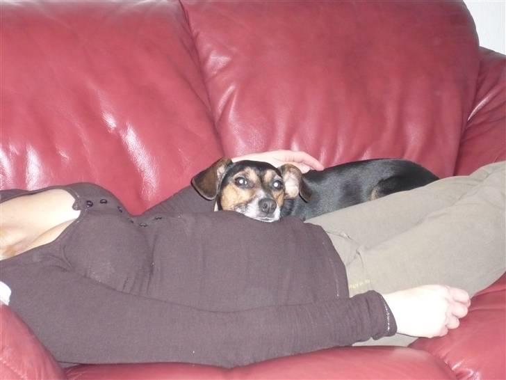 Blanding af racer fido - her ligger jeg og lytter til den lille ufødte pige mayse i min mors mave.. det er ret sjovt at mærke og høre den.  billede 6