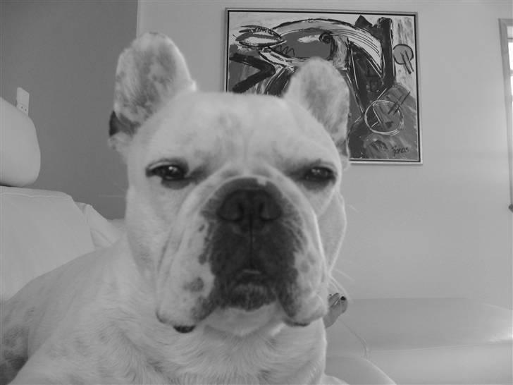 Fransk bulldog Ronni billede 5