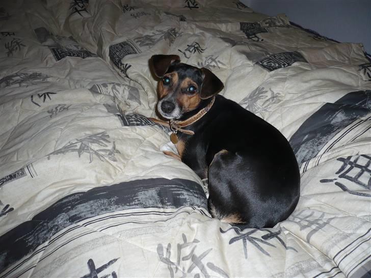 Blanding af racer fido - her er jeg hoppet op i min mors og fars seng selvom det er forbudt. billede 7