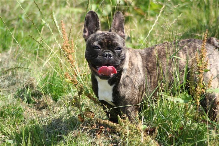 Fransk bulldog Lancome's Øyja billede 10