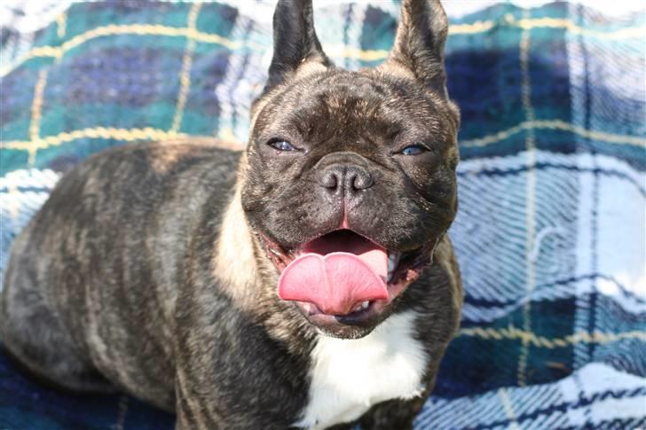 Fransk bulldog Lancome's Øyja billede 11