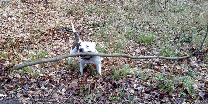 Staffordshire bull terrier Freja (Liza Kabri) billede 2