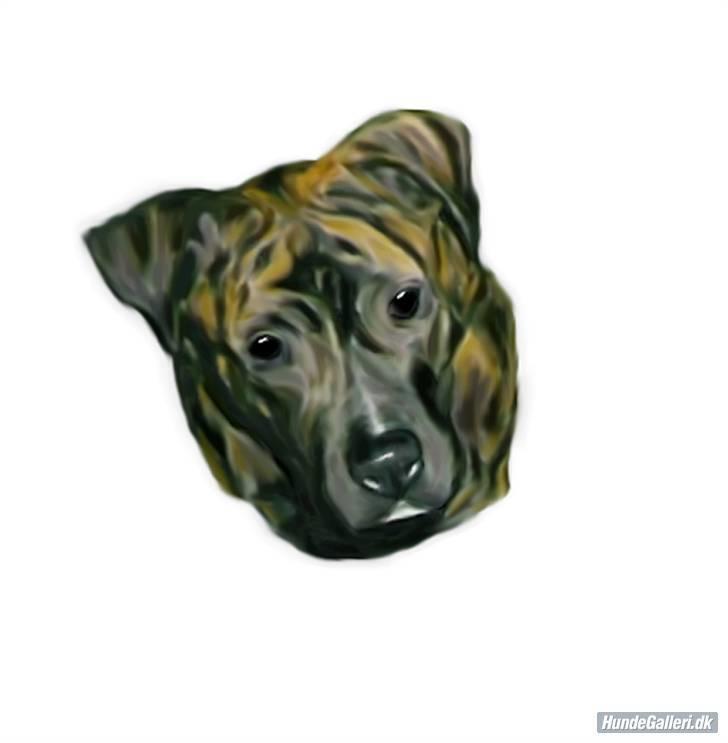 Amerikansk staffordshire terrier *Bossy* - 19. Lavet af Hanne  billede 19